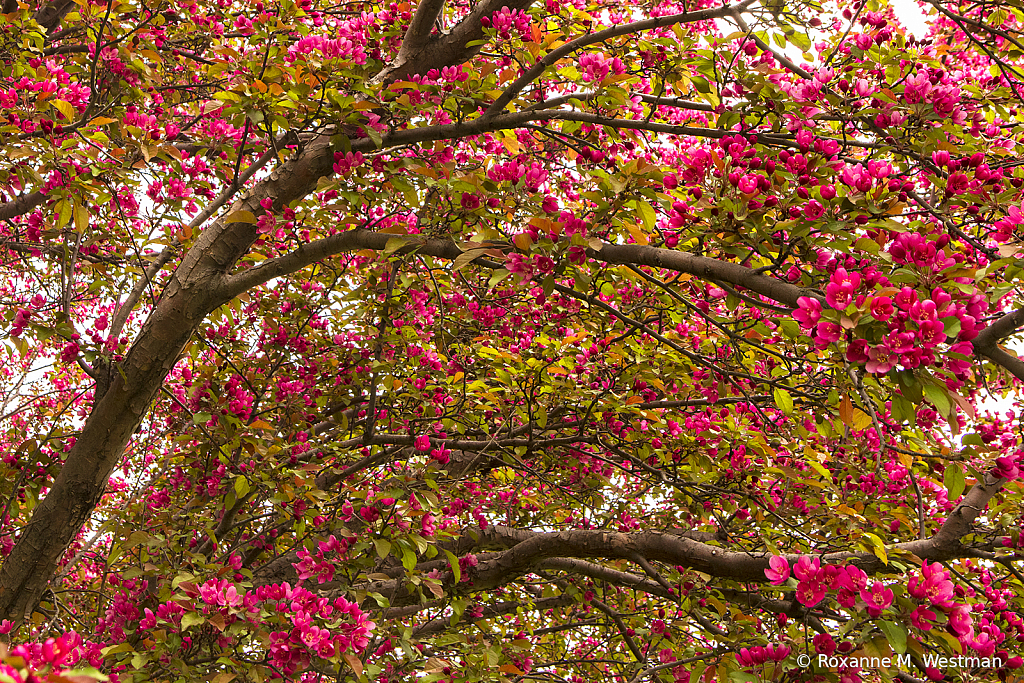 Branches and blossoms