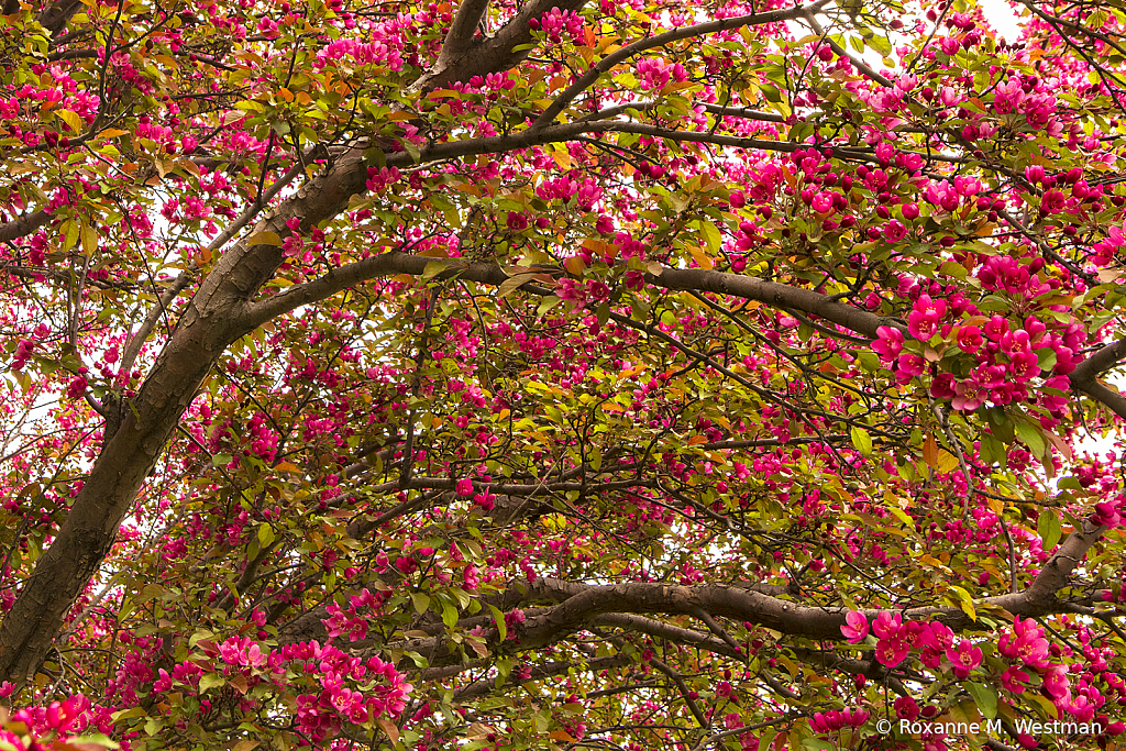 Branches and blossoms - ID: 15820898 © Roxanne M. Westman