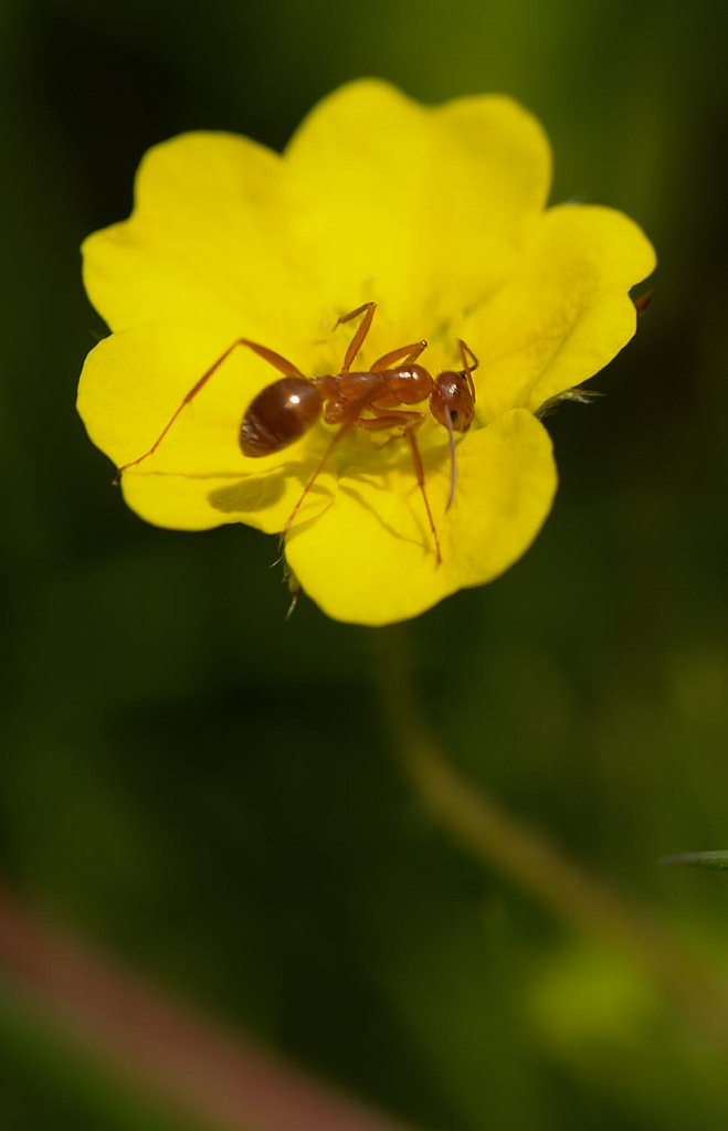 Ant Kissing a Buttercup