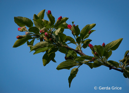 Spring Red Buds, Green Leaves and Blue Skies