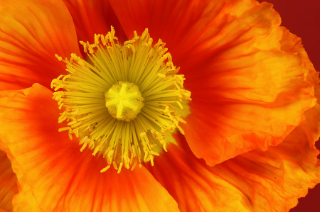 Oriental Poppy