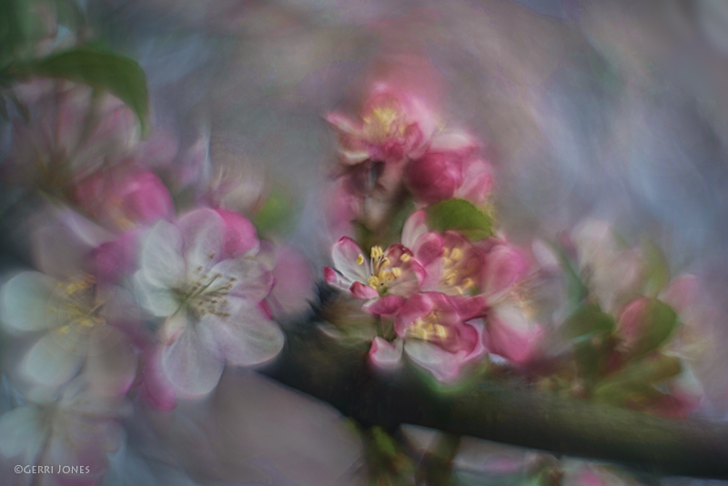 Spring Crabapple Blossoms