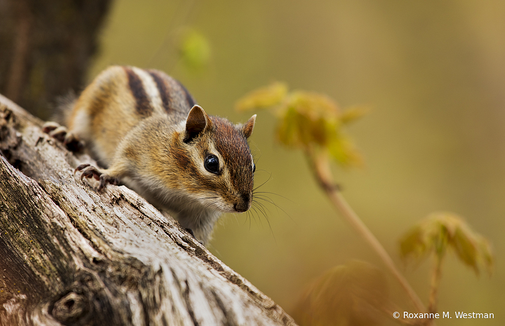 Chipmunk in the woods - ID: 15821031 © Roxanne M. Westman