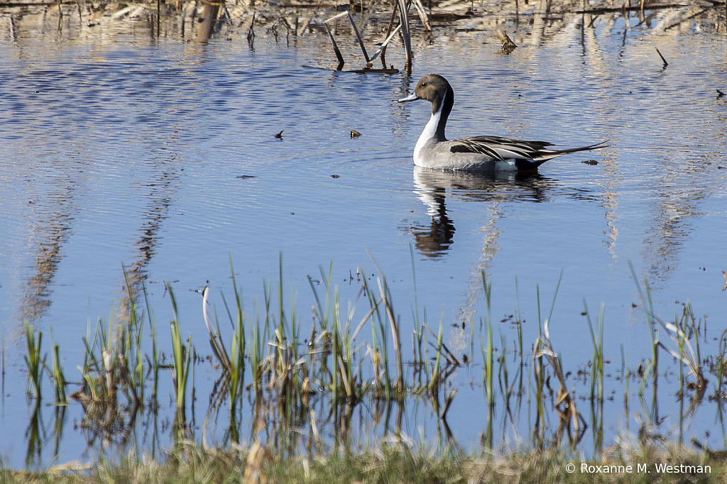 Northern Pintail - ID: 15821032 © Roxanne M. Westman