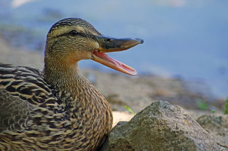 A Mallard Hen Makes a Call