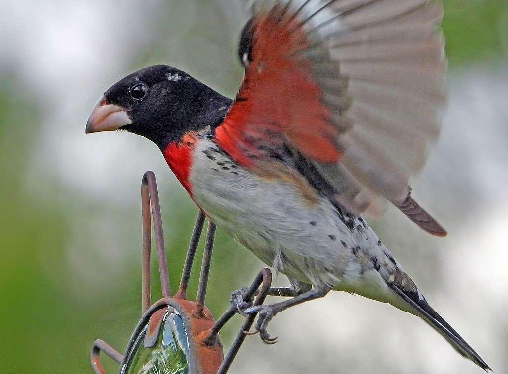 Pretty Wingpits - ID: 15820996 © Janet Criswell