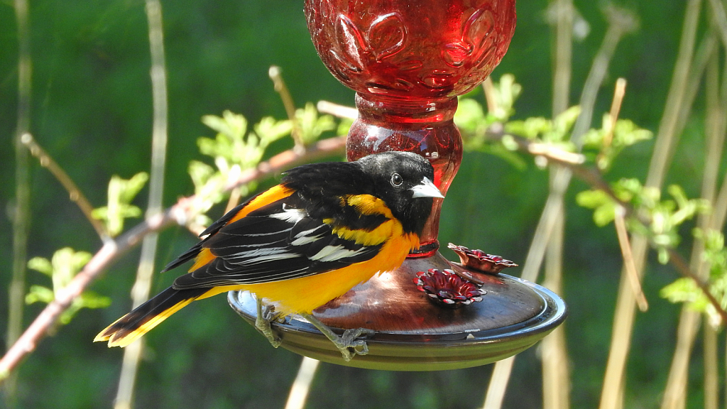 Baltimore Oriole 