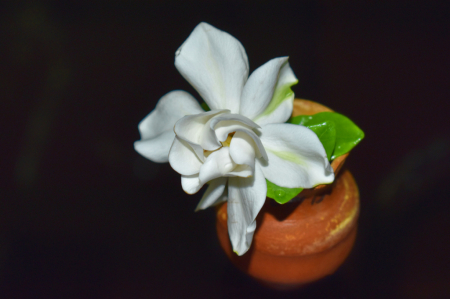 GARDENIA II