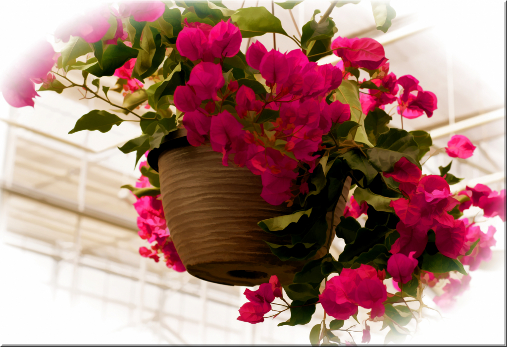 Bougainvillea Basket