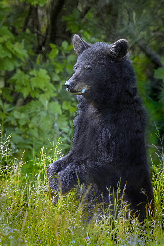 Bear 34 - ID: 15821179 © Donald R. Curry