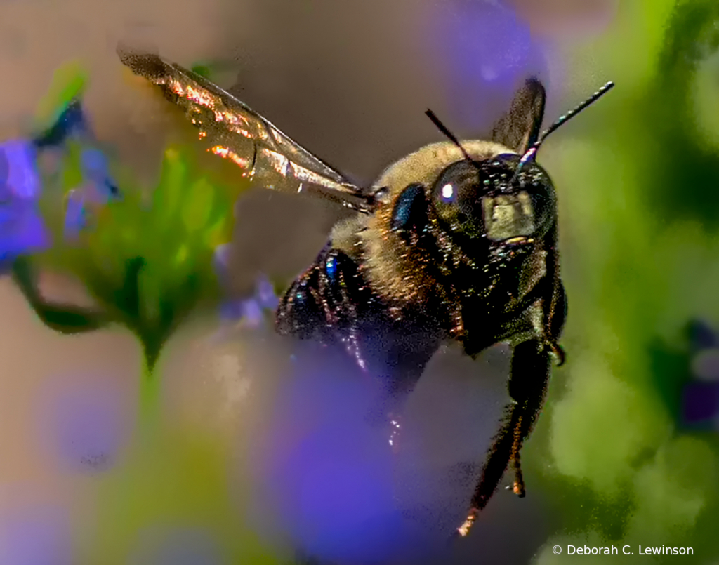 Coming Through the Flowers