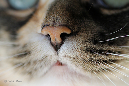 Kitty Close Up