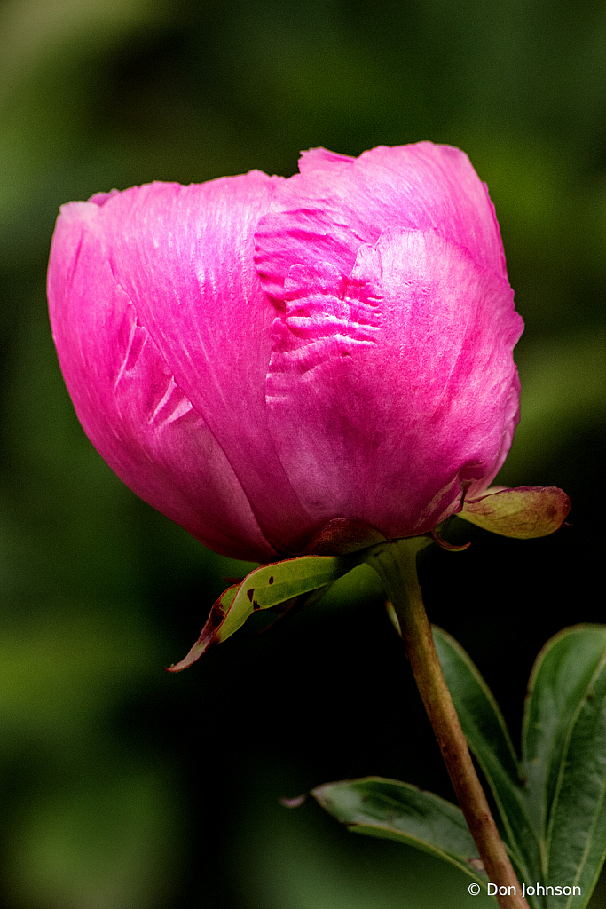 Pink Peony Profile