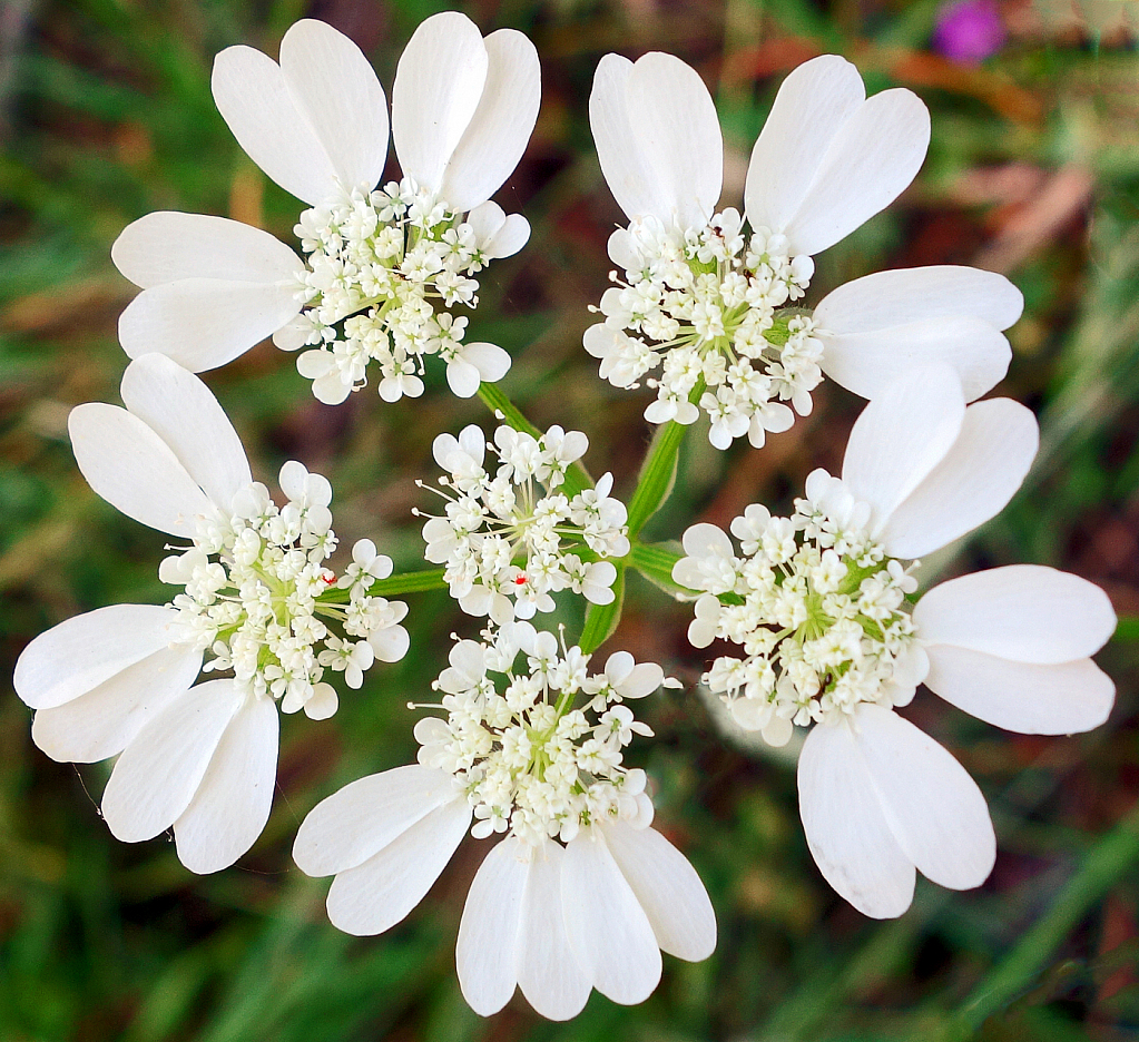 Hemlock herb.