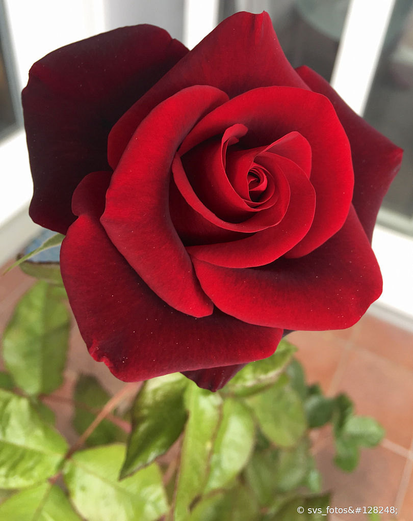 Velvet rose