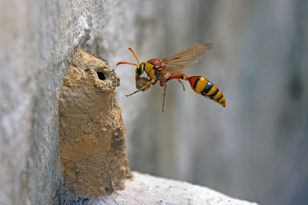 Potter wasp with Nesting material