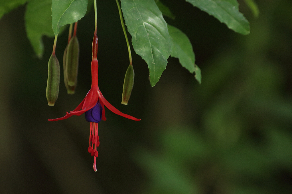 Hardy fuchsia flower and fruits