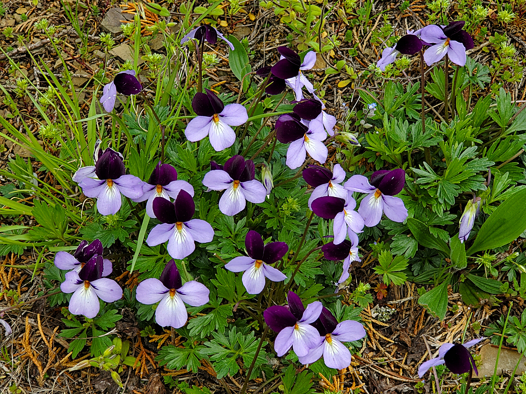 Wild Pansies