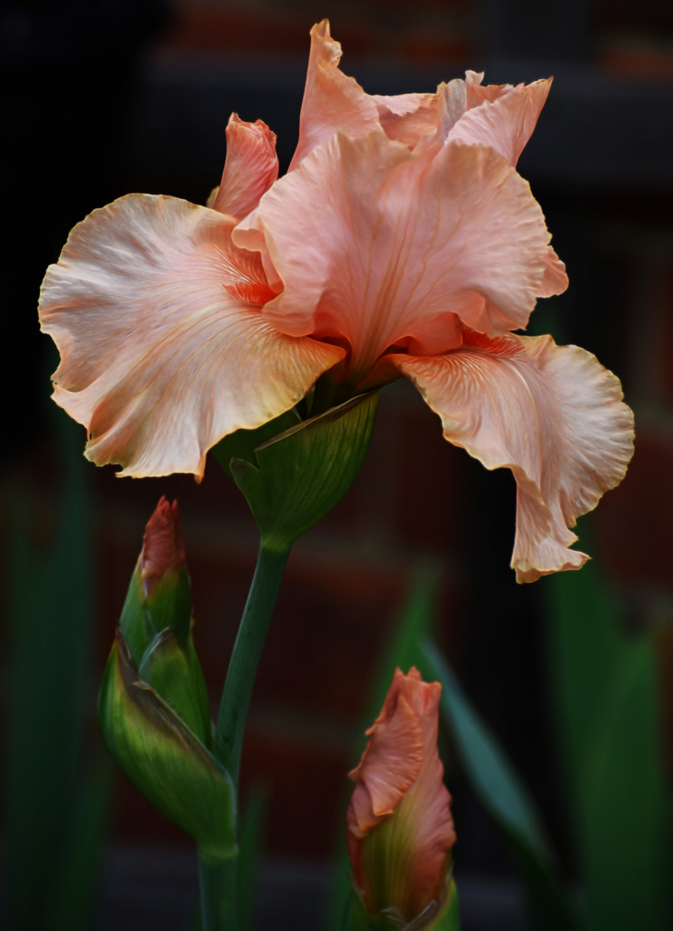 Iris From My Garden