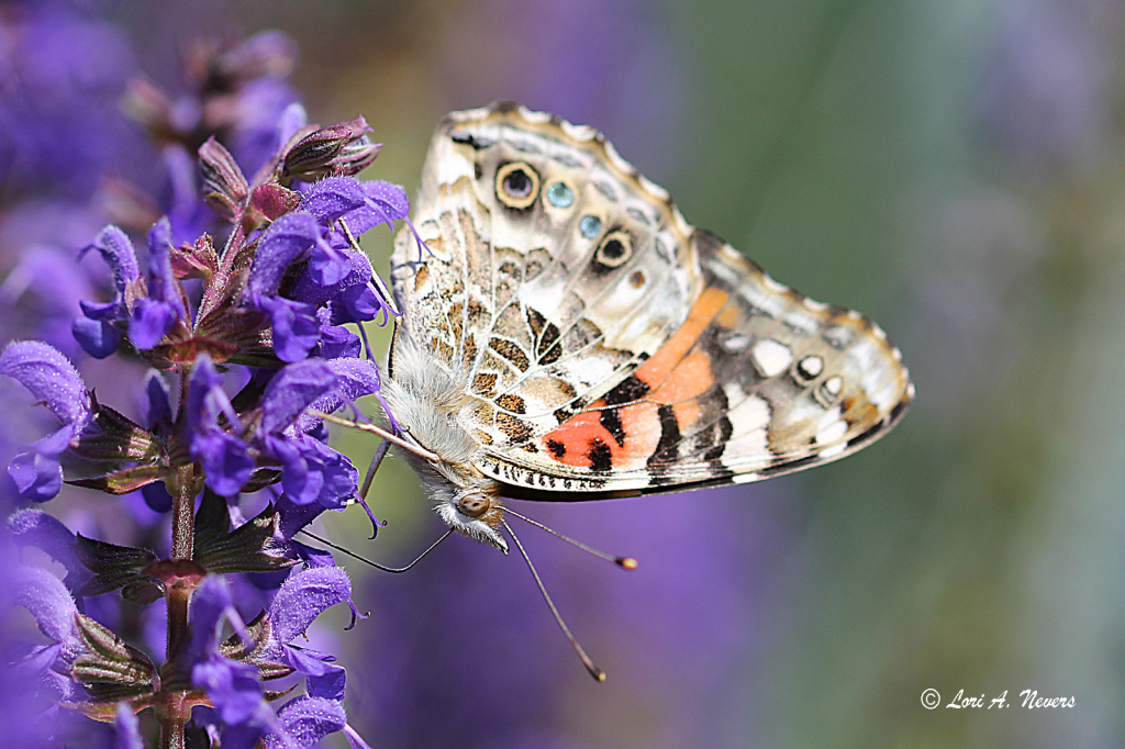 Painted Lady 2