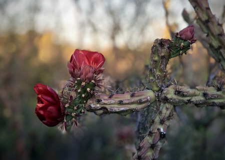 Cactus Flower