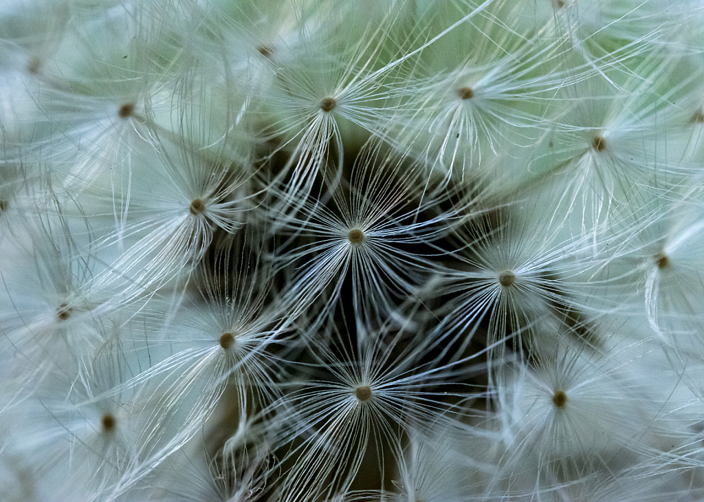 Dandelion Seeds