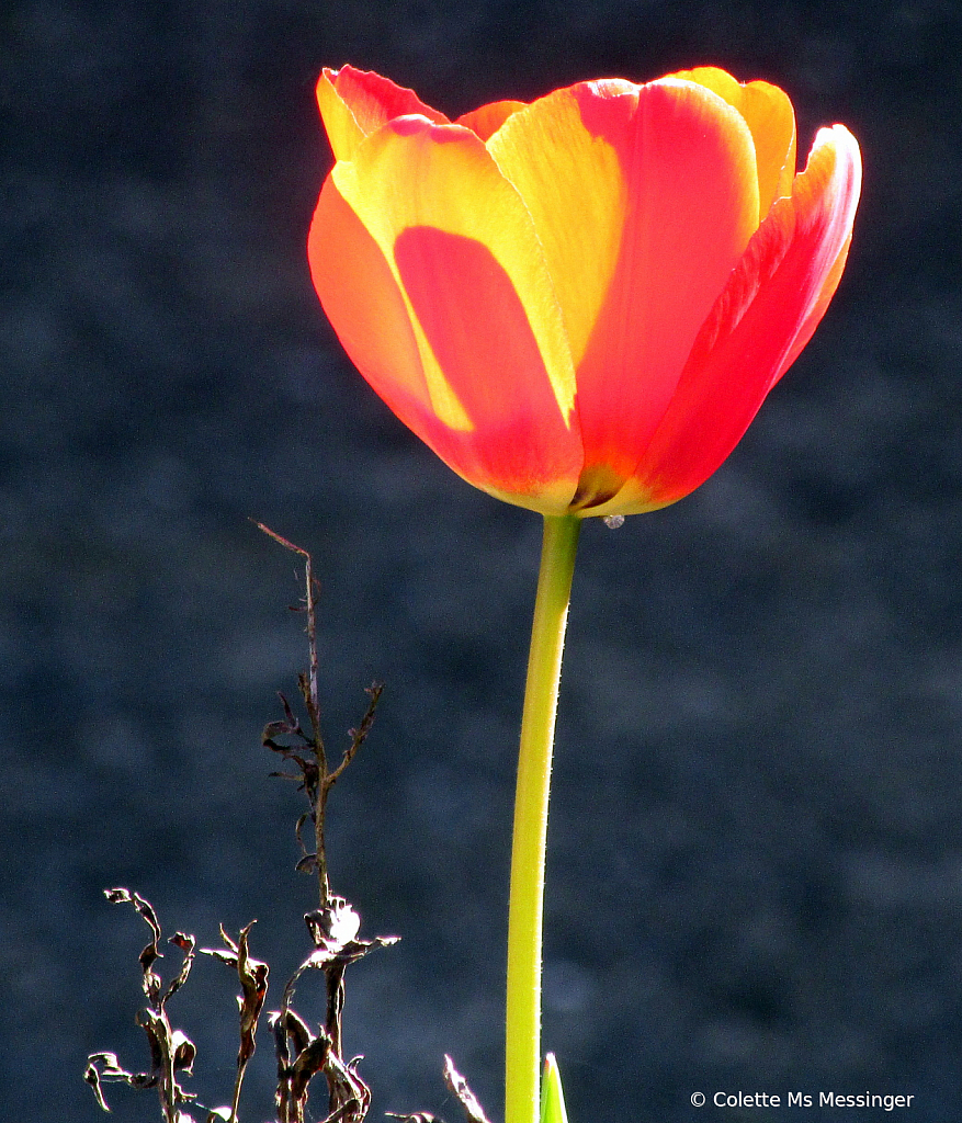 Tulip 20