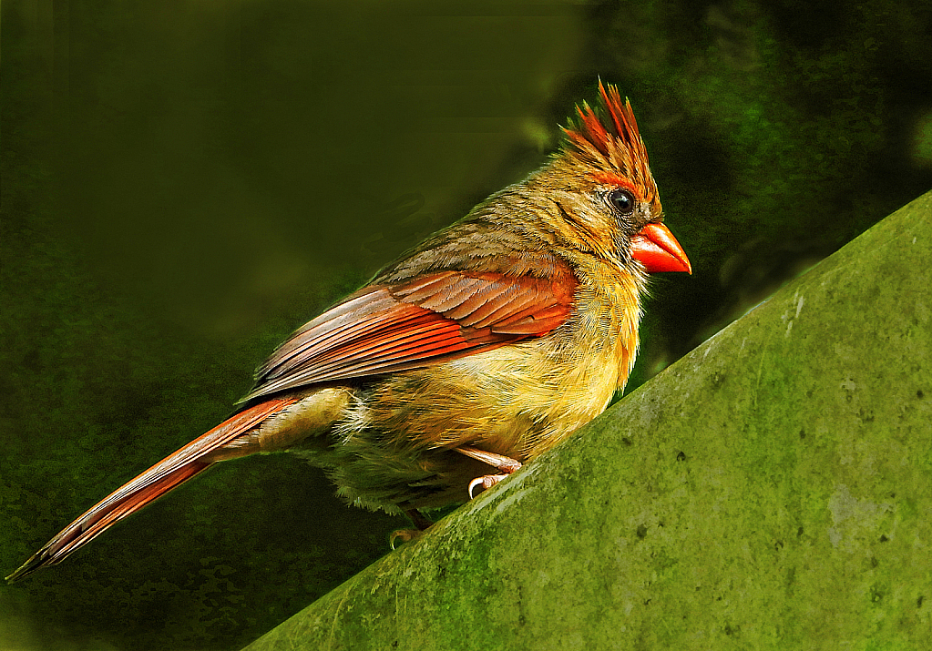 Northern Cardinal Female