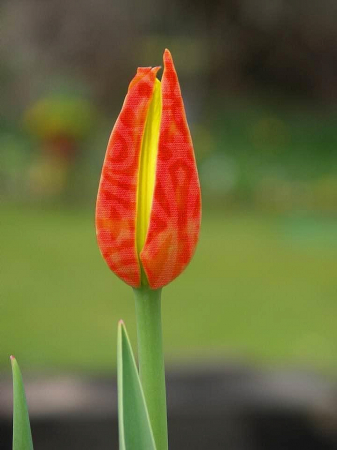 Tulip