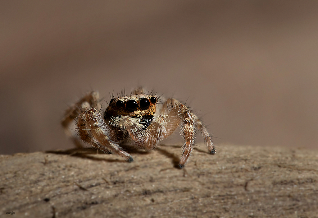 Jumping Spider 2