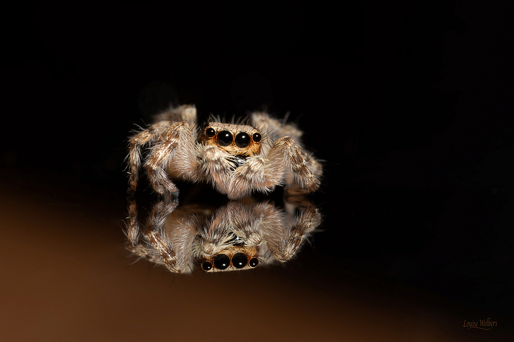 Jumping Spider `1