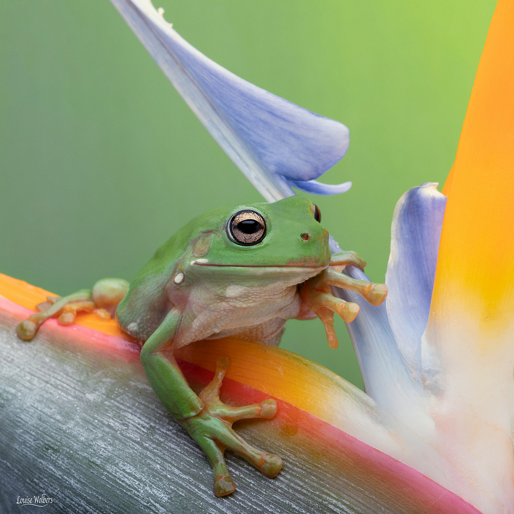 Frog In Paradise 2
