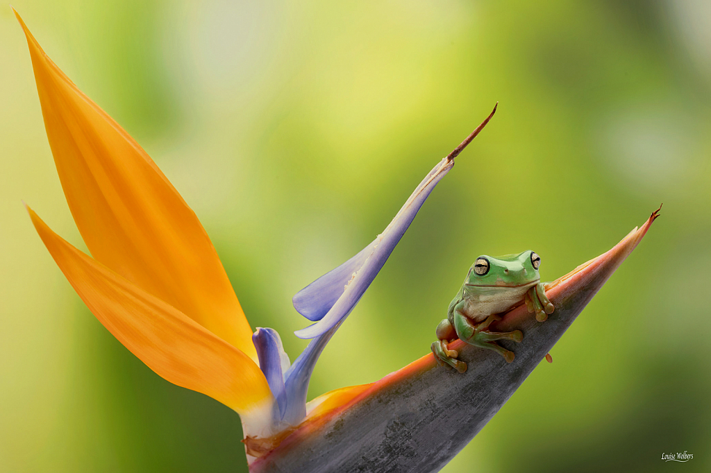 Frog In Paradise 3 - ID: 15821843 © Louise Wolbers