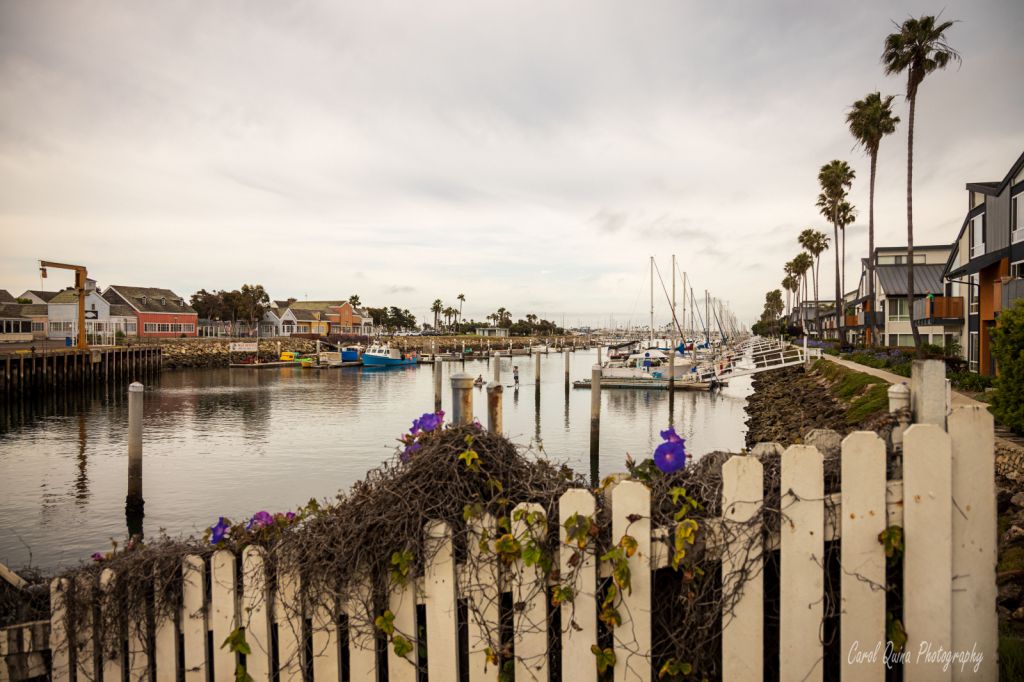 Harbor Morning