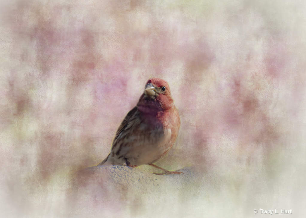 Male Finch