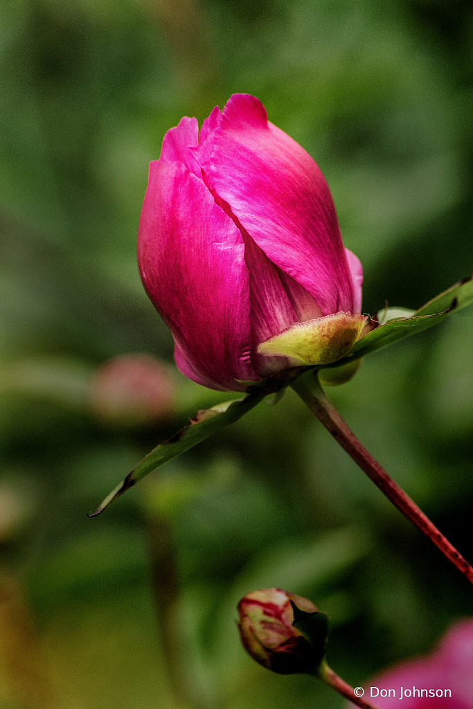 Peony Dark Pink 5-24-20 169