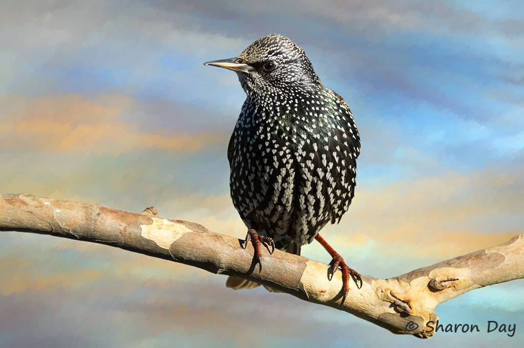 Artistic Starling