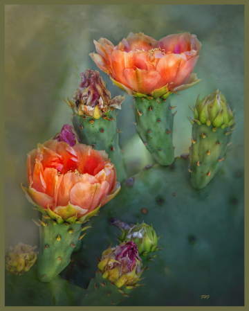 A Gatherig Of Cactus Blossoms