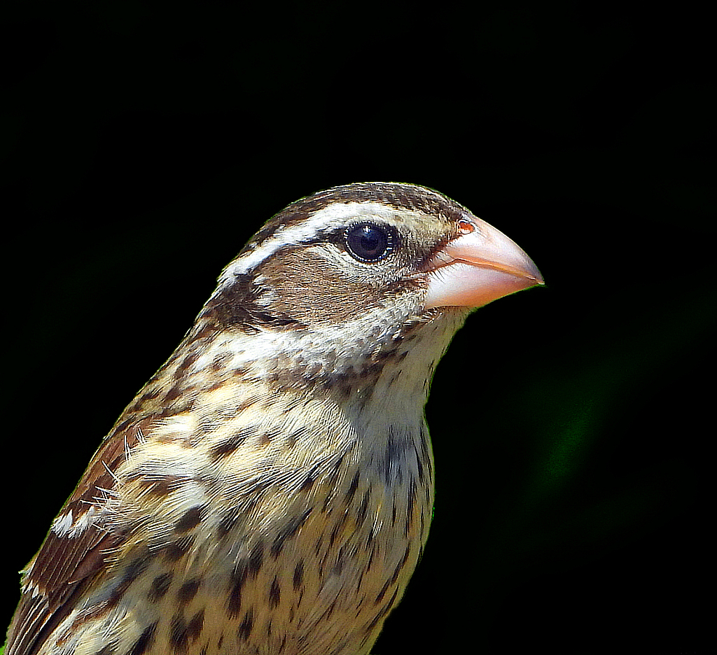 Portrait of a Rose Breasted Grosbeak Female - ID: 15821991 © Janet Criswell