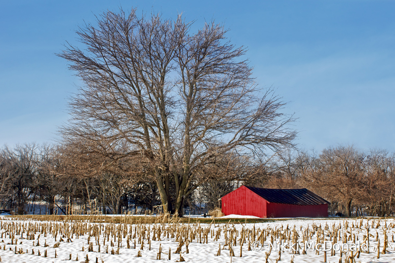 Loafing Shed in Winter