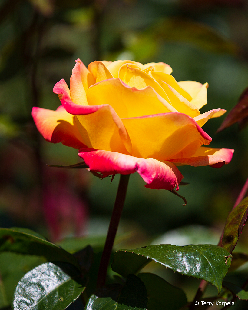 A Nice Rose