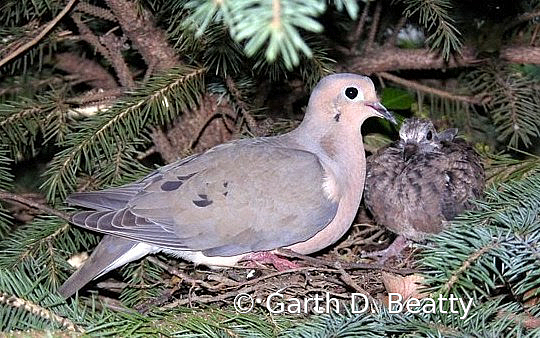 Morning Doves 