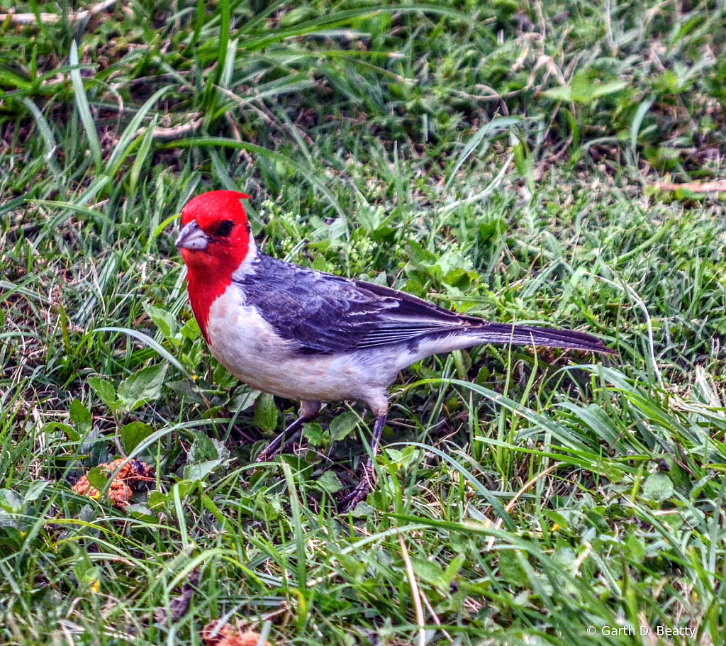 Red Crested Cardinal from Hawaii