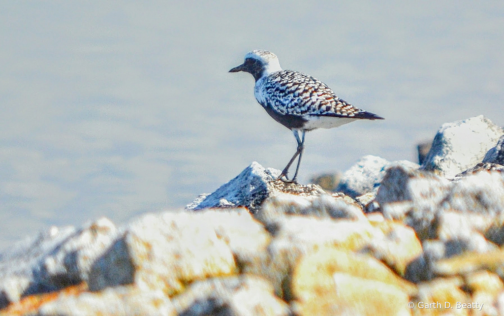 Plover, Black-bellied 