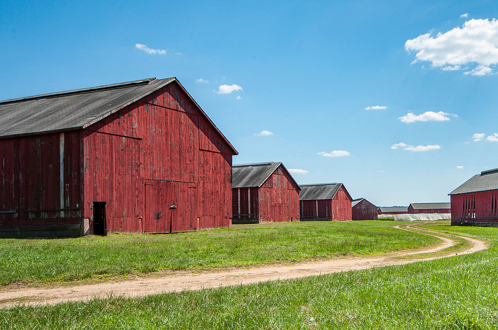 tobacco barns