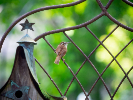 House Wren - Side View