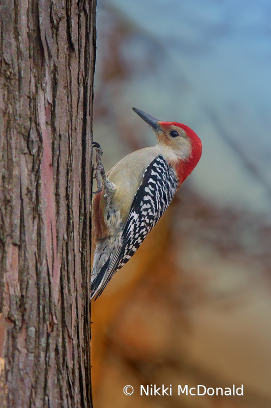 Red-bellied Woodpecker