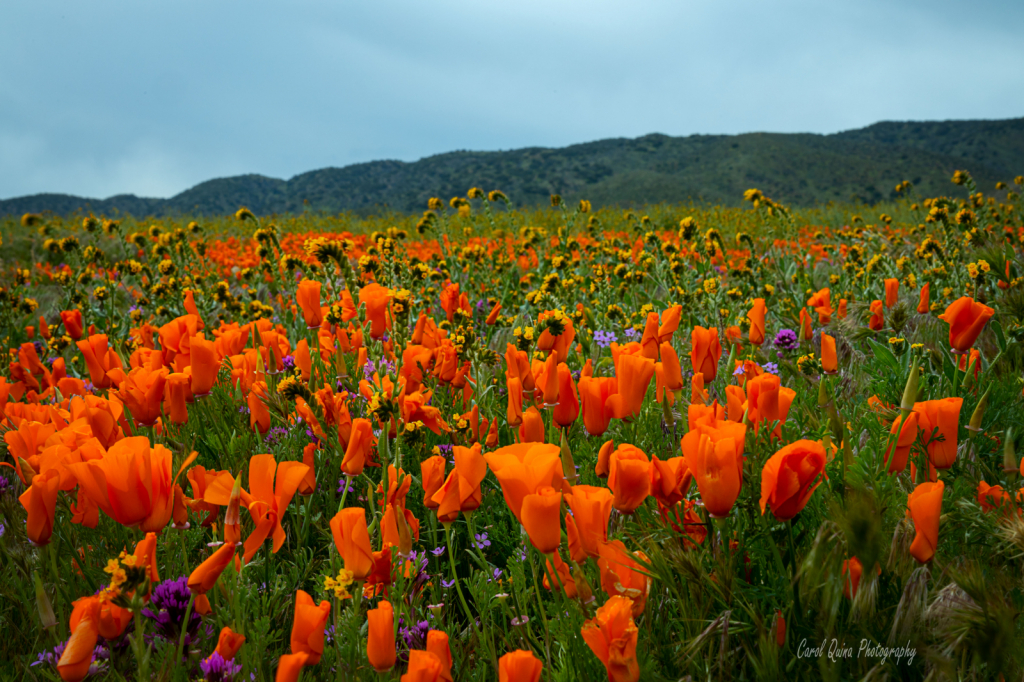 Poppy Fields Forever