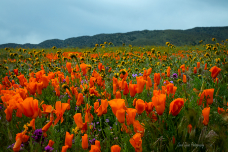 Poppy Fields Forever