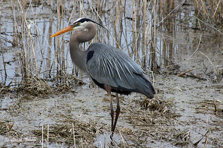 Great Blue Heron 4